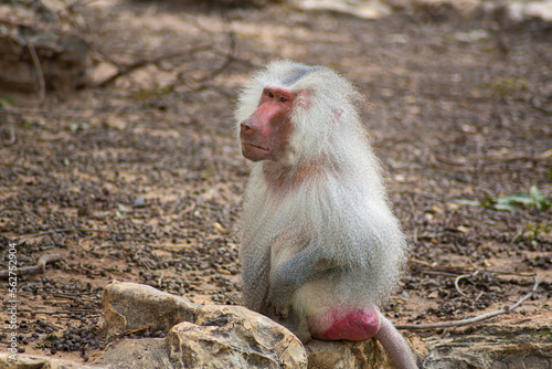 baboons in the zoo and they daily routine