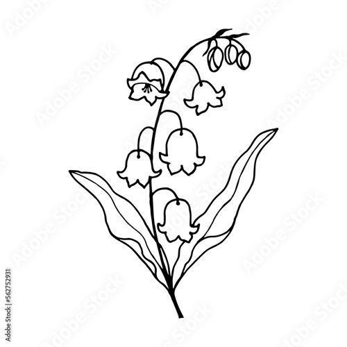 Lily of the valley flowers. Vector stock illustration eps10. Outline, isolate on white background. Hand drawn.