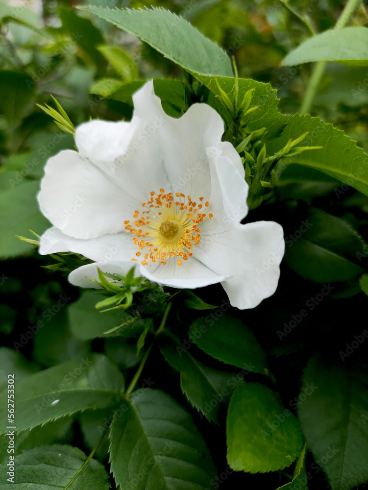 white rosehip on a green natural background
Flower structure of wild rose, petals, stamens and pistils, Rosa canina. Closeup of white flower against a background of green leaves. white rosehip on a green natural background
Flower structure of wild rose, petals, stamens and pistils, Rosa canina. Closeup of white flower against a background of green leaves.