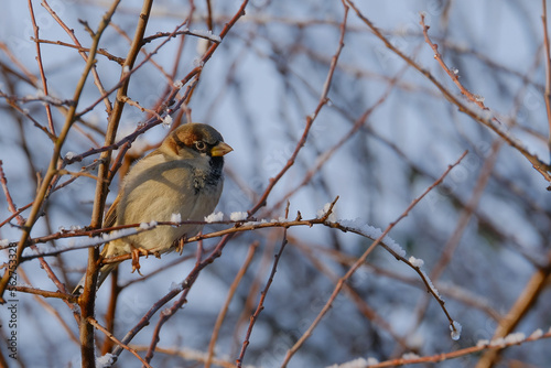 Sparrow on a tree. Winter background. Blue sky