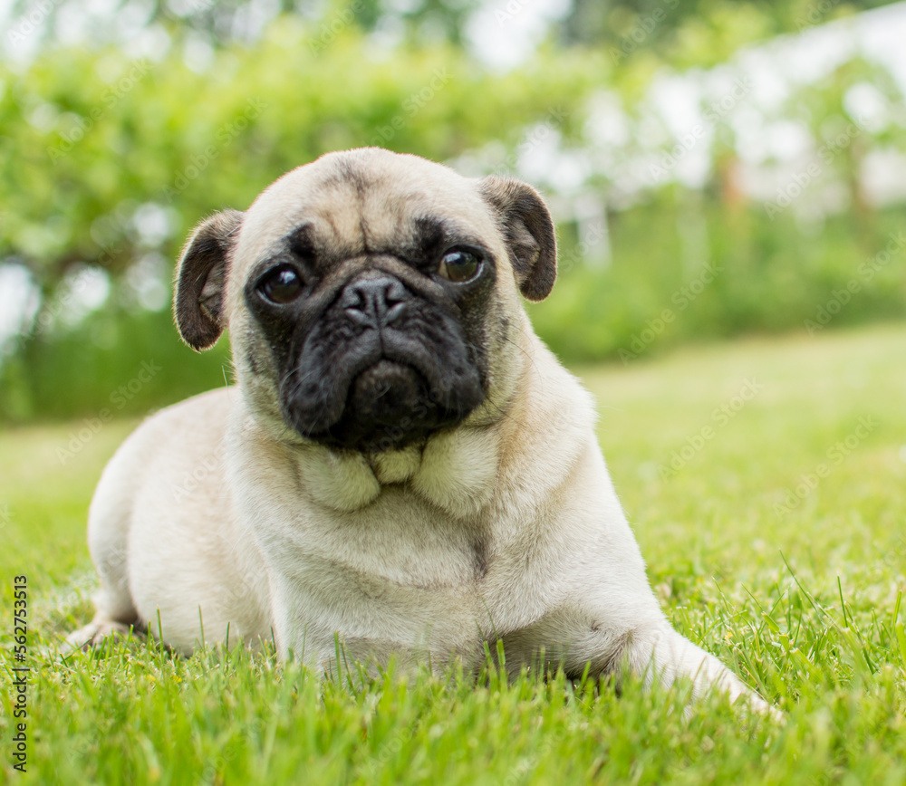 Pug laying in grass
