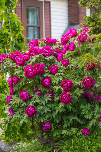 Wallpaper Mural Pion Torontodigital.ca