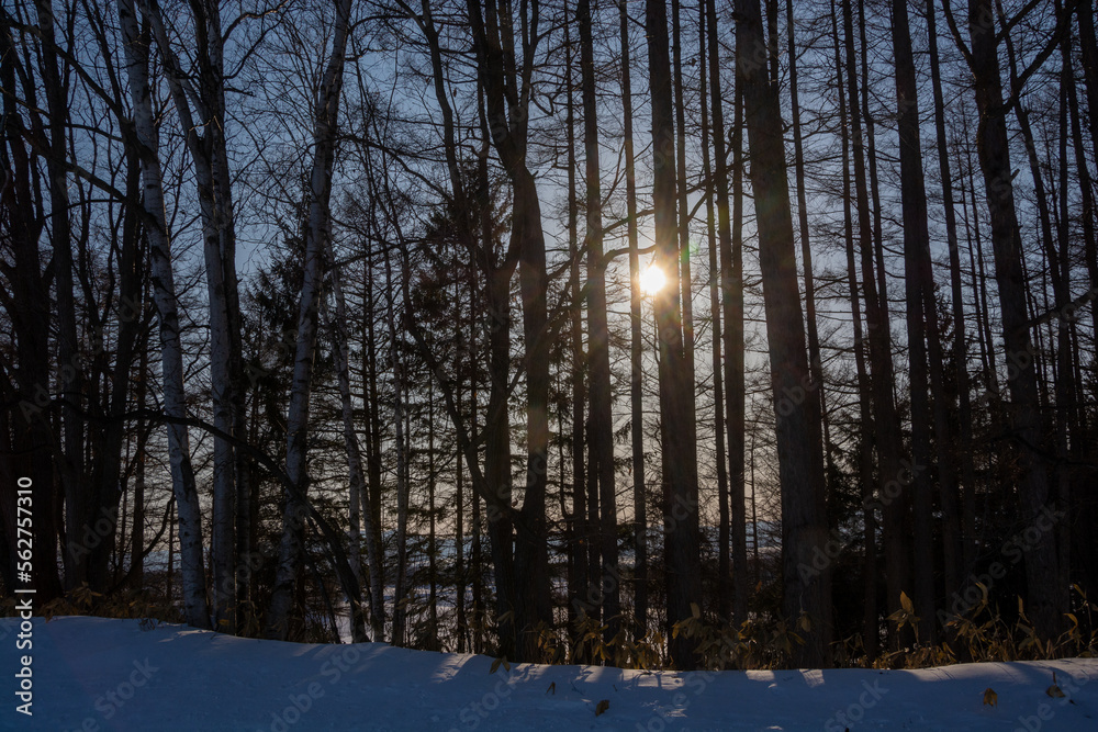 冬のカラマツ林から見える夕日
冬のカラマツ林から見える夕日