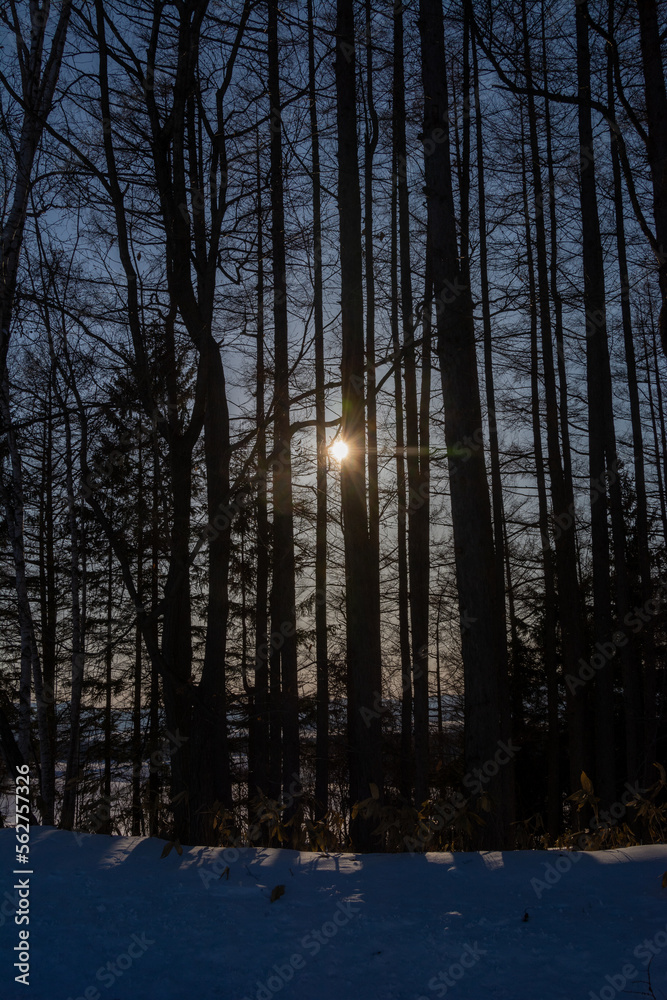 Fototapeta premium 冬のカラマツ林から見える夕日 