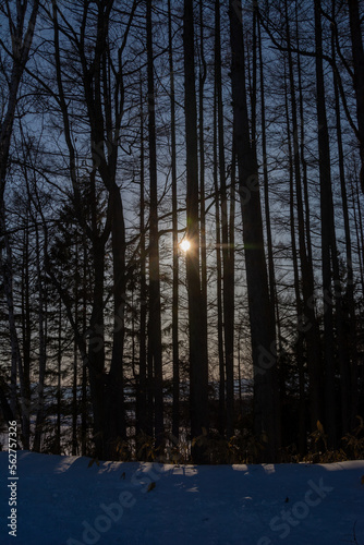 冬のカラマツ林から見える夕日
