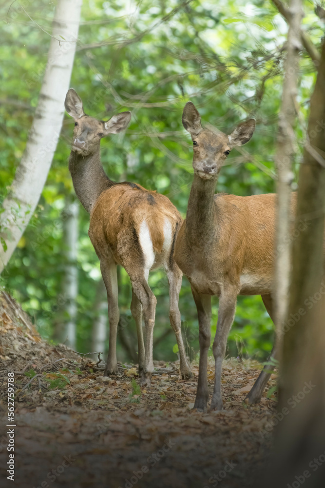 European Red deers (Cervus elaphus, doe and fawn) gazing from woodland, Italian alps, September.