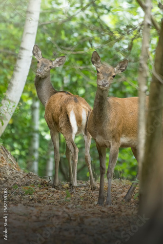 Obraz na płótnie European Red deers (Cervus elaphus, doe and fawn) gazing from woodland, Italian alps, September. w salonie