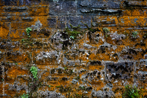 mossy wall with plants growing out of it 