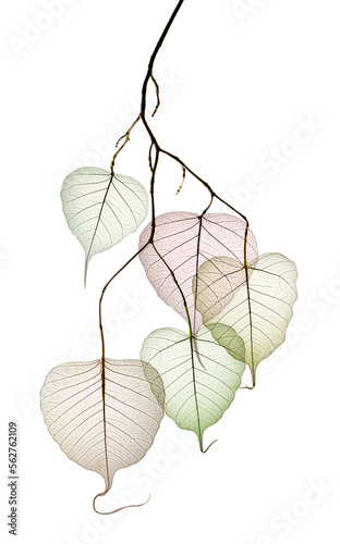 branch with leaves with texture veins and cells