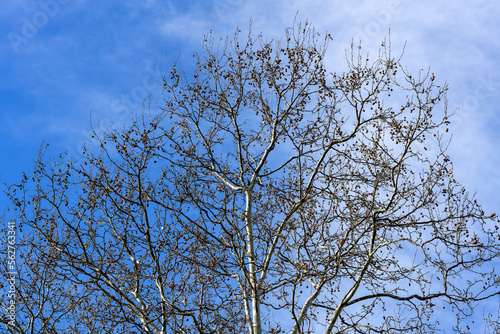 tree branches against blue sky