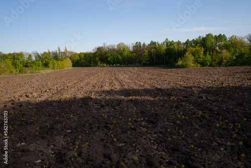 Foto Cultivation of young maple seedlings