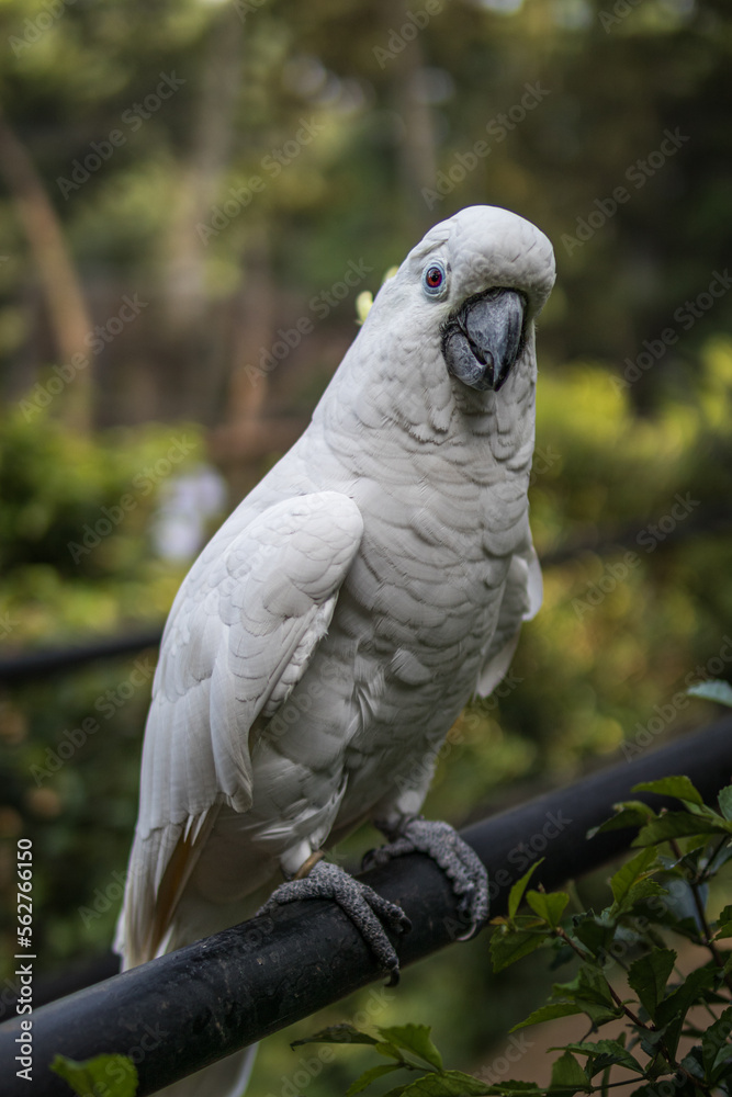 Close-up of Cacatua in the zoo Close-up of Cacatua in the zoo