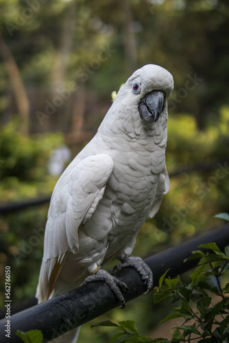 Close-up of Cacatua in the zoo
