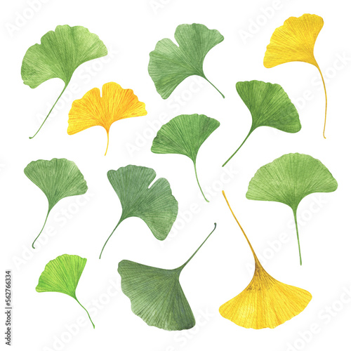 Ginkgo biloba ancient tree fan-shaped leaves set watercolor illustration, maidenhair tree leaf healthy eco-friendly floral concept, organic plant for medicine, beauty, decor photo