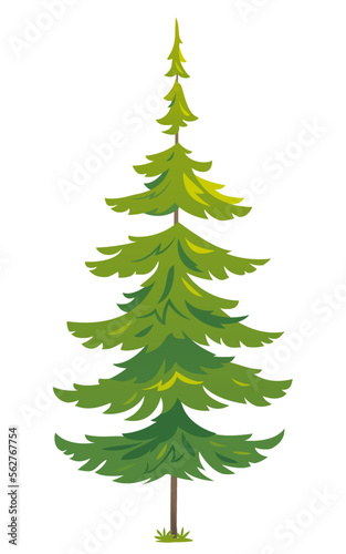 One green tiny spruce tree illustration, white spruce evergreen coniferous tree in side view isolated