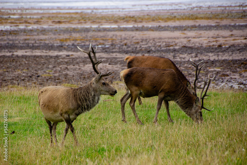 Wallpaper Mural Deers grazing on meadow. Torontodigital.ca