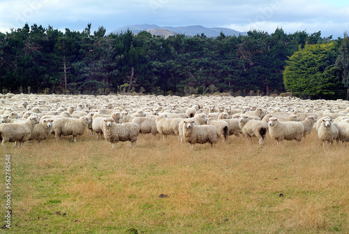 New Zealand- flock of sheep on pasture