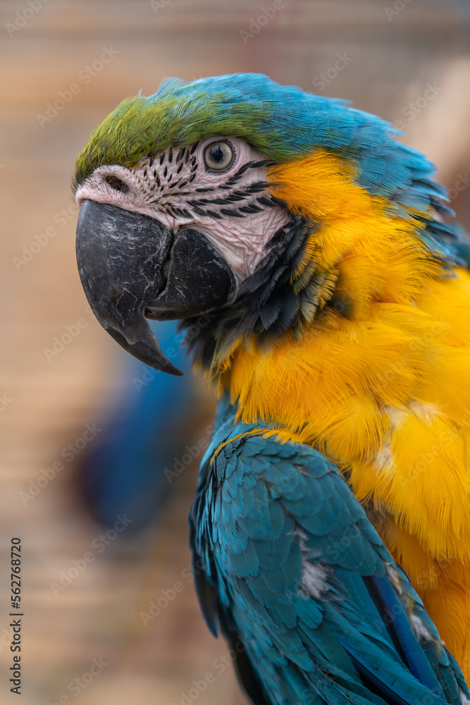 Bright, colorful parrot. Close-up. Only beak, eye and head.