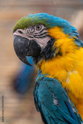 Bright, colorful parrot. Close-up. Only beak, eye and head.