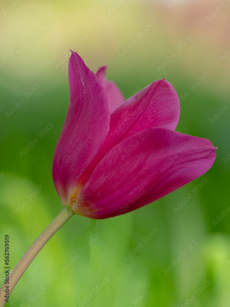 Tulipe mauve