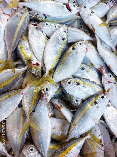 selar fish or Selar kuning Selaroides leptolepis, © Indah