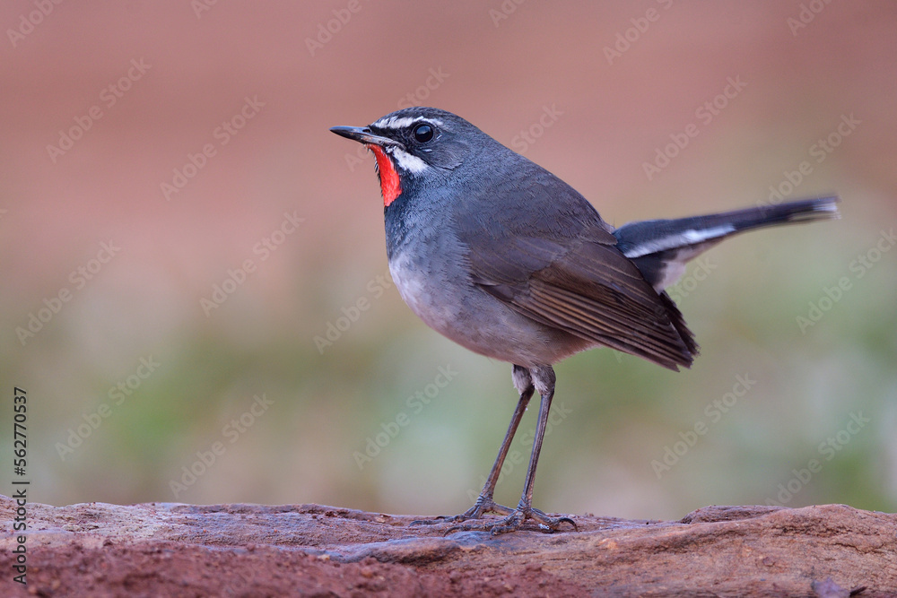 beautiful grey bird with bright red neck looking up sky alerting to invader while searching for meal in early morning, male chinese rubythroat beautiful grey bird with bright red neck looking up sky alerting to invader while searching for meal in early morning, male chinese rubythroat
