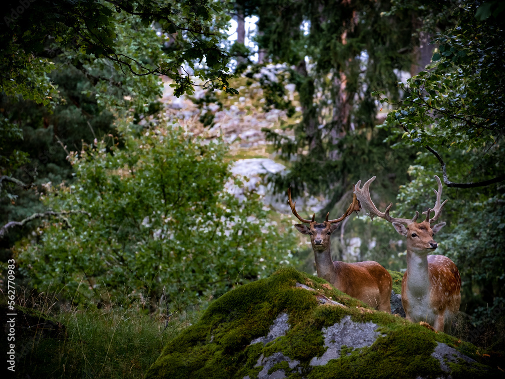 Fototapeta premium deer in forest