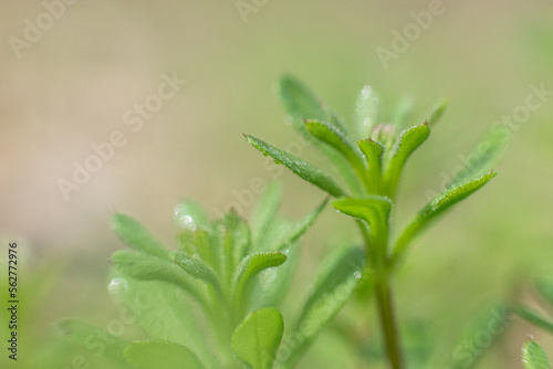 Galium aparine cleavers, catchweed, stickyweed, robin-run-the-hedge, sticky willy, sticky willow, stickyjack, stickeljack, and grip grass use in traditional medicine for treatment 