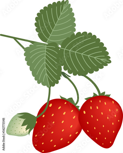 Strawberries Vector 