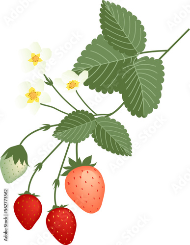 Strawberries Vector 