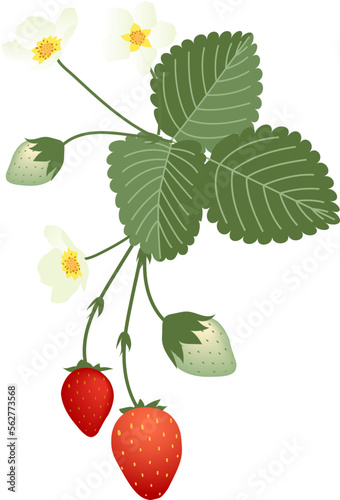 Strawberries Vector 