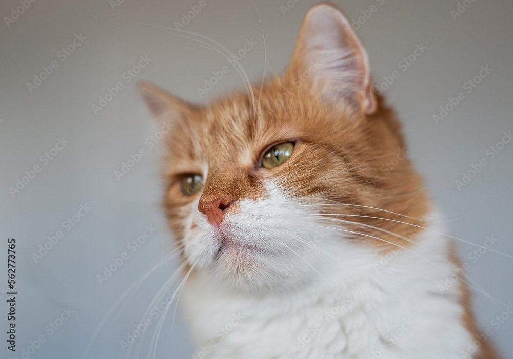 Cute house red cat posing on light background at home, national cats day, domestic pet