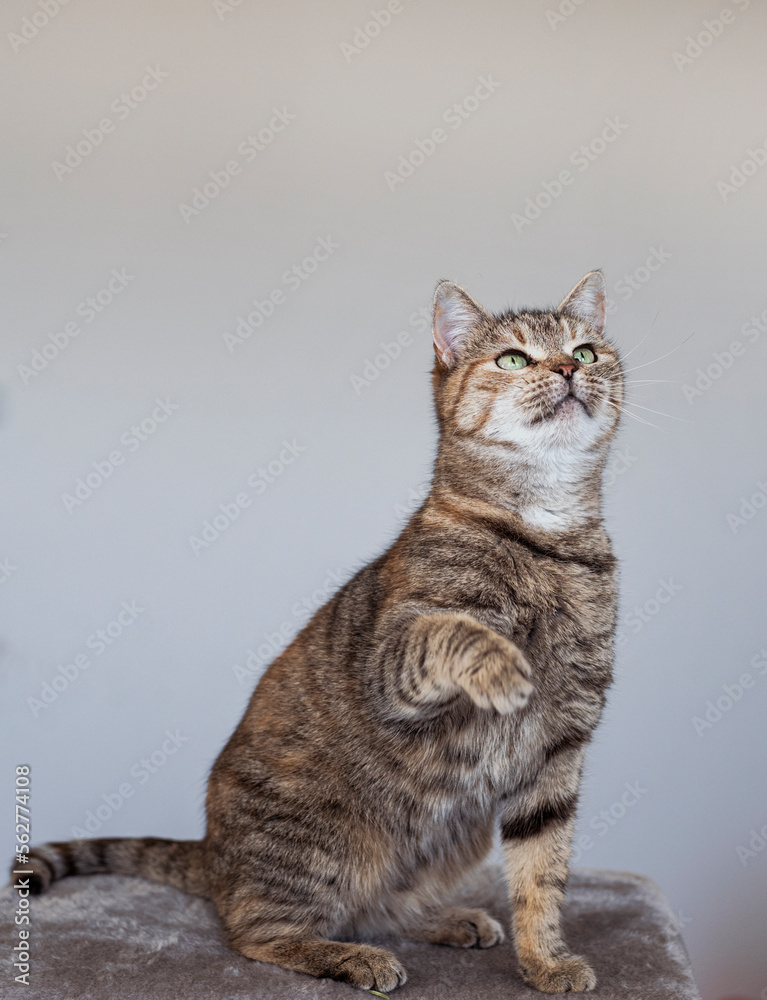 Cute house grey cat posing on light background at home, national cats day, domestic pet