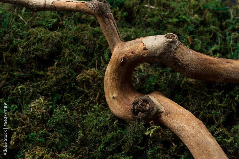 Branch on moss on a black background. Nature and ecology concept with copy space Branch on moss on a black background. Nature and ecology concept with copy space