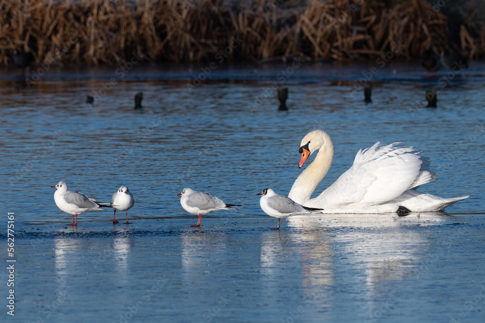 Male swan guarding the unfrozen part of the pond during winter in Bushy Park Male swan guarding the unfrozen part of the pond during winter in Bushy Park