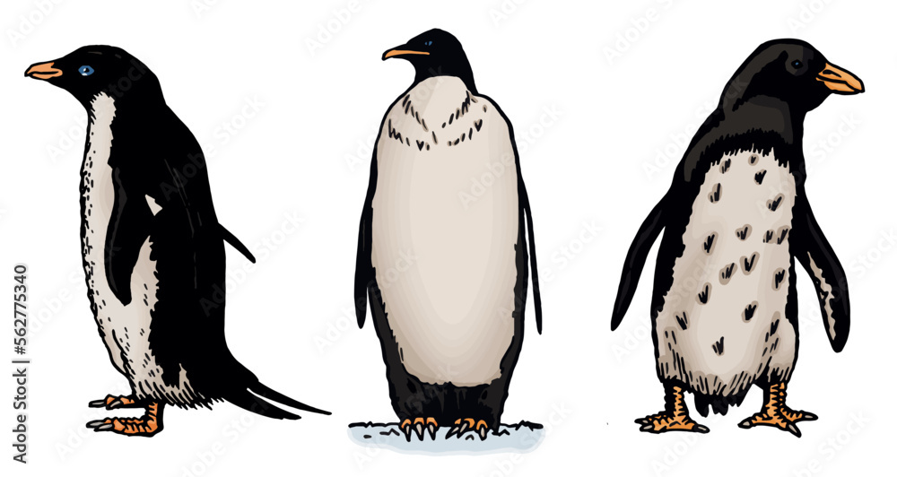 Obraz premium Color vector set of penguins on white isolated , bird of Antarctica and the south coast of Africa 