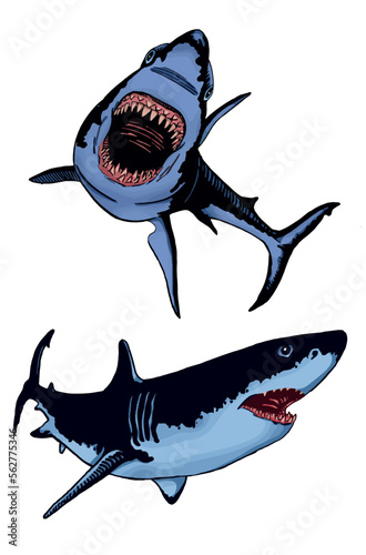 Vector set of blue sharks on white isolated, color illustration,underwater marine life