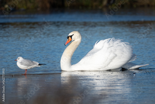Male swan guarding the unfrozen part of the pond during winter in Bushy Park