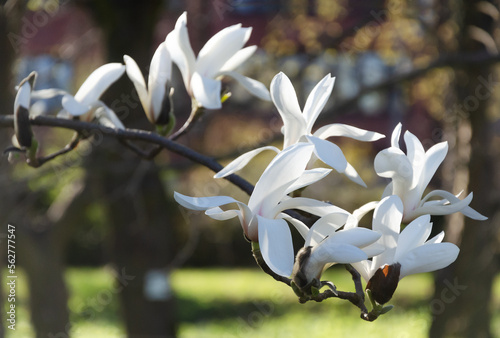 Branch of white flowers and  buds of the star magnolia (Magnolia Stellata) native to Japan in spring against the sky photo