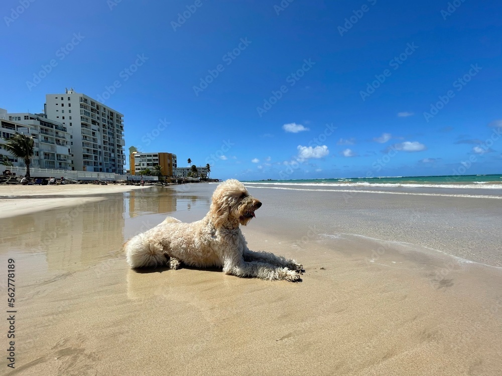 dog on the beach dog on the beach
