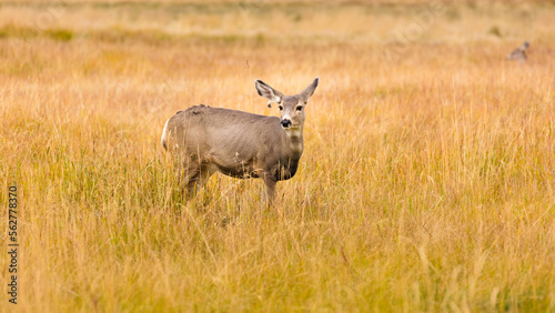 Fototapeta Naklejka Na Ścianę i Meble -  Mule Deer doe (Odocoileus hemionus) in tall dry grass
