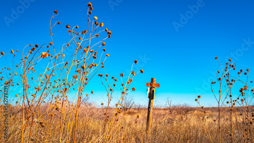 Dried wildplants waving in the wind and a utility signpost over the agricultural field alongside rural road, Heartland of America landscape in Texas, USA, tranquil familiar southwestern landscape photo