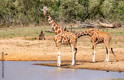 Reticulated Giraffes drink from a watering hole in Kenya East Africa