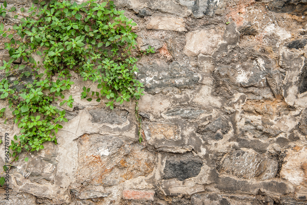 Grunge wall background with old stones and green plants texture