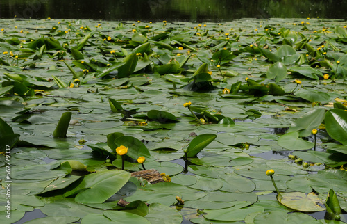 Blossom Yellow water lilies on a summer pond photo