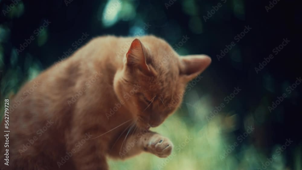 Gatinho tomando banho