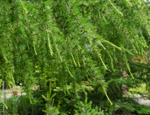 Green new Branches of Larch in spring