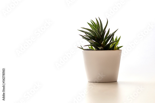 Succulent in a white pot on a white background isolated.