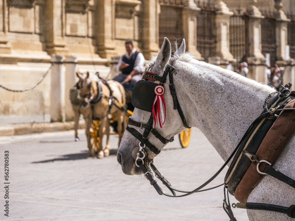 Close up of a white horse in the city of Seville