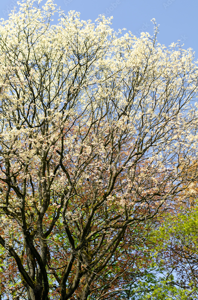 Beautiful spring blooming trees against the sky Beautiful spring blooming trees against the sky